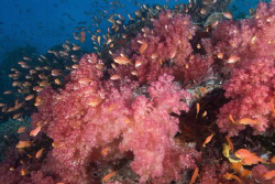 Soft coral & anthias in Fiji by Andy Lerner 